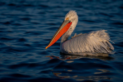 Pelican swimming in lake