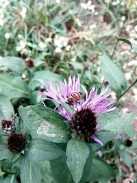 Close-up of purple flower blooming outdoors