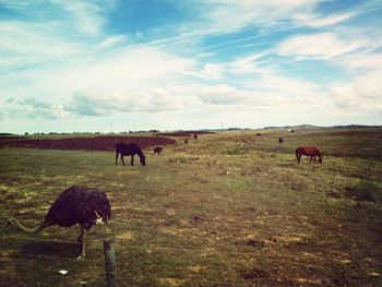 Scenic view of grassy field against cloudy sky