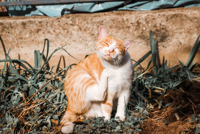 Cat sitting in a field