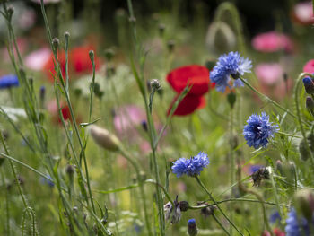 Close-up of purple flowering plants