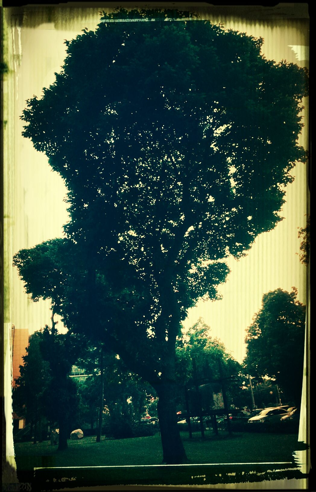 Natura, tree, life