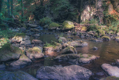 Rocks in forest