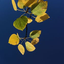 Close-up of leaves