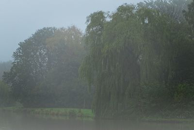 Trees by lake in forest during rainy season