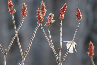 Close-up of wilted plant during winter with bird flying away