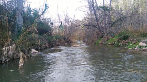 River flowing through forest
