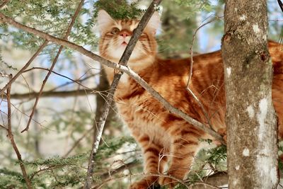 Orange tabby cat in a tree