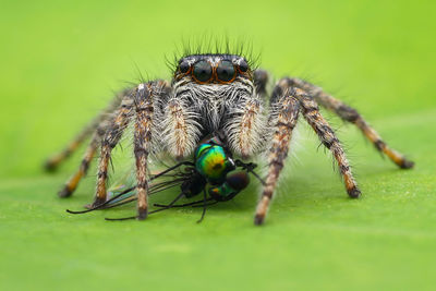 Close-up of spider