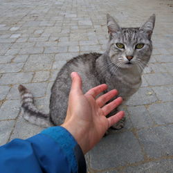 Cropped image of hand holding cat on street