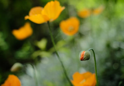 Close-up of yellow flowering plant