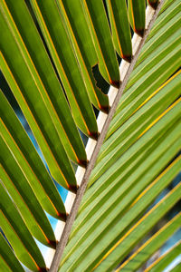 Palm trees in groups, zanzibar island