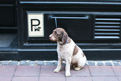 Dog looking away while sitting on floor