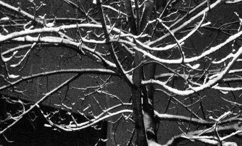 Close-up of bare tree