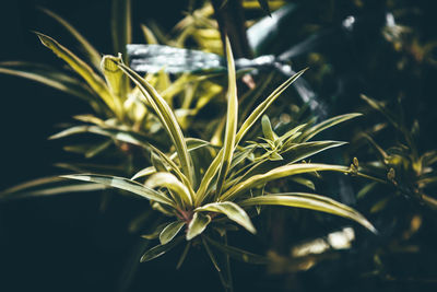 Close-up of plant growing on field