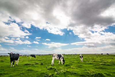 Cows grazing in a field