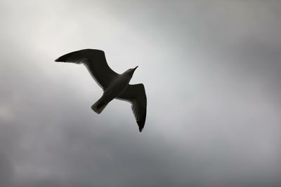 Low angle view of seagull flying against sky