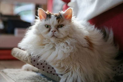 Close-up portrait of a cat