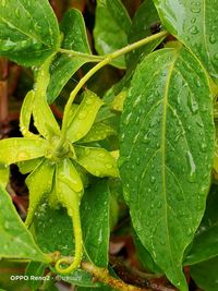 Close-up of wet plant leaves during rainy season