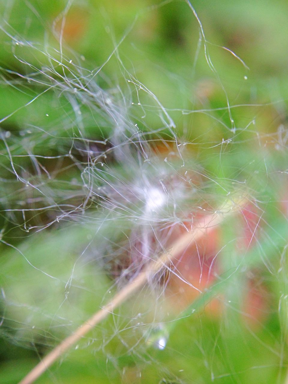 spider web, focus on foreground, drop, fragility, close-up, wet, nature, water, dew, beauty in nature, natural pattern, day, selective focus, outdoors, plant, freshness, growth, spider, web, grass
