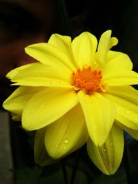 Close-up of yellow flower