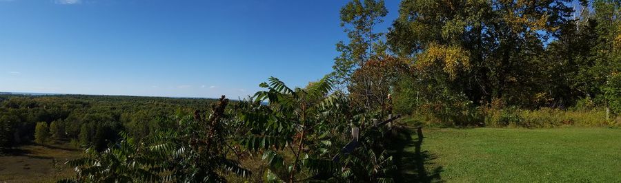 Trees growing on field against clear blue sky