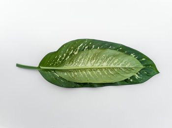 Close-up of wet leaf against white background