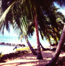 Palm trees against sky