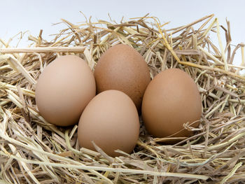 Close-up of eggs in nest