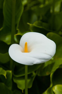 Close-up of white flower