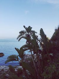 Scenic view of sea against clear sky