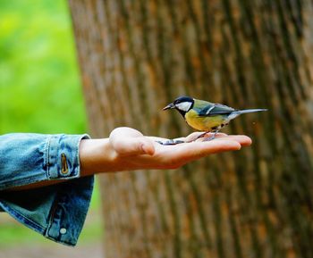 Bird perching on hand