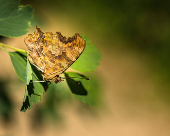 Close-up of butterfly on plant