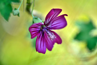 Close-up of purple flowering plant