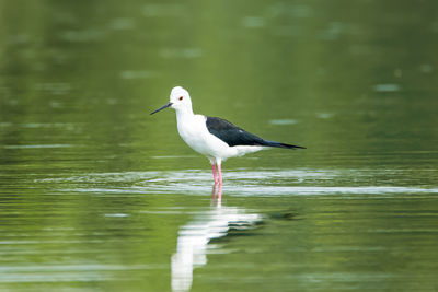 Bird perching on a lake