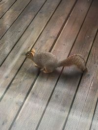 High angle view of bird on wood