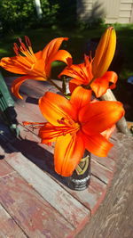 Close-up of orange day lily blooming outdoors