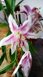 Close-up of pink day lily flowers