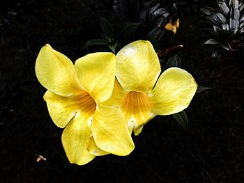 Close-up of yellow flower blooming outdoors