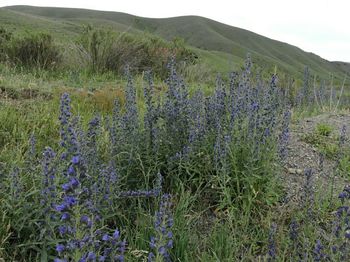 Plants growing on field