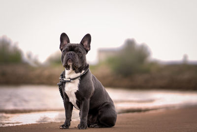 Black dog looking at camera against sky