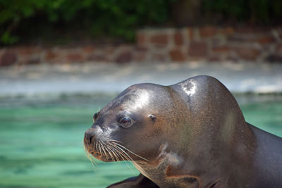 Close-up of sea lion lying in the sun