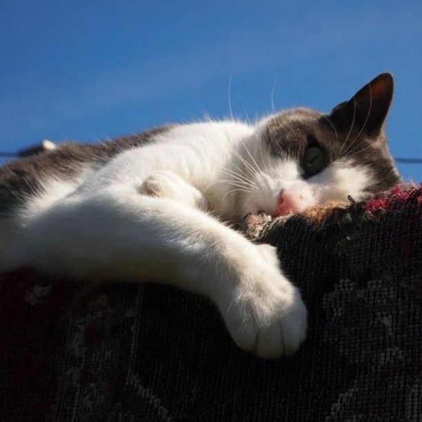 animal themes, domestic animals, pets, one animal, mammal, domestic cat, cat, feline, relaxation, close-up, indoors, whisker, animal head, resting, lying down, looking away, zoology, no people, portrait, vertebrate