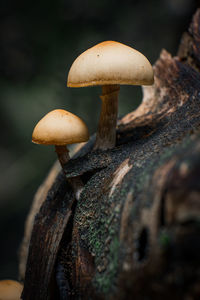 Close-up of mushroom growing in forest