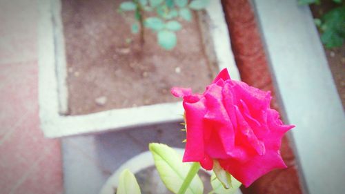 Close-up of pink flower