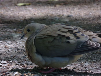 Close-up of bird perching on land