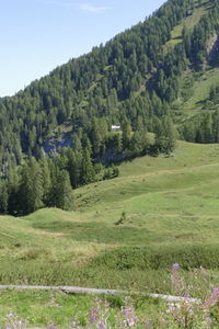 Scenic view of pine trees on field against sky