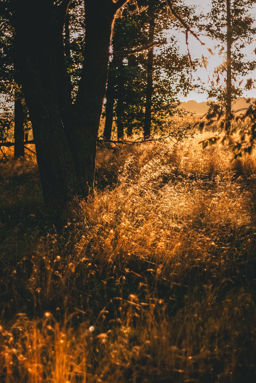 PLANTS GROWING ON LAND