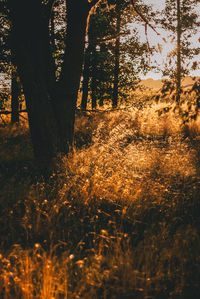 Trees on field in forest