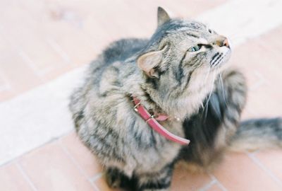 High angle view of cat looking away